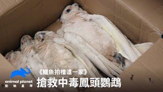 搶救遭人類下毒的鳳頭鸚鵡們｜動物星球頻道