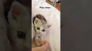 Piko steal my heart️ #kittens #cat #katten #cuteanimal #cute #kitte #cutecat #cutekittten #cutepet