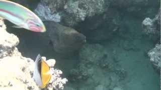 Мурены рифов Middle Gardens Bay, Шарм Эль Шейх 05'2012