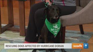 How to help animals affected by Hurricane Dorian