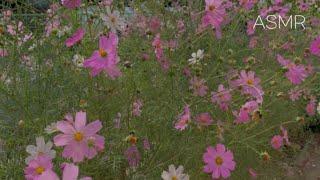 ASMR 가을아침 백색소음 Nature sound 자연 그 자체 소리들을 녹음해봤어요 :) 새소리, 바람소리, 비행기소리, 풀벌레소리 등등