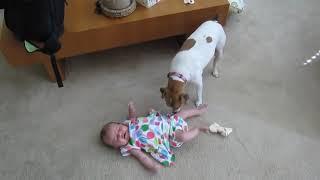 CUTE Jack Russell Terrier and BABY!