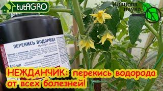 ОПРЫСКАЙТЕ ТАК 1 РАЗ И БОЛЕЗНИ НЕ СТРАШНЫ! Как использовать перекись от желтых листьев и пятен.