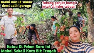 Siang Ini Bersama Bik tengah Dan Pak Tengah Kita Panen Rambutan Di Tapak Baru Kita