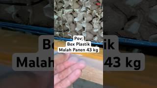 Box plastik poin 43 kg #shorts #short