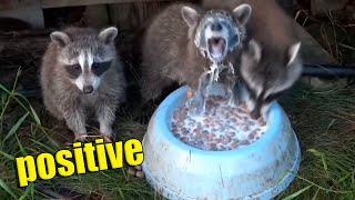 Another dose of positive mood boost #7. Greedy Raccoon