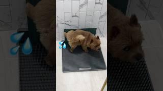 눈으로 말해요 #마태오 #반려견 #반려견일상 #강아지 #강아지브이로그 #doglife