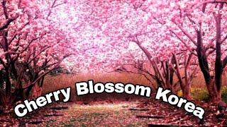 Cherry Blossom 2024 | Spring Flower