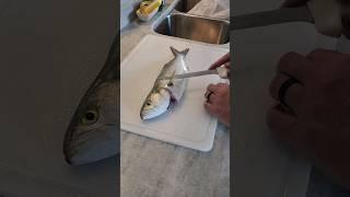 How to Fillet a Bluefish. #fishing #fillet #bluefish #surffishing #shorts