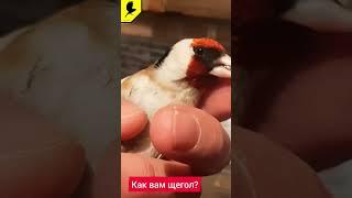 Хороший щегол? #goldfinch #carduelis #jilguero #kokil #şaka #catchingbirds #птицащегол #самецщегол