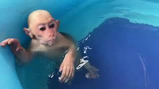 Monkey Luk wants to become swimmer