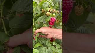 Шикарная Малина Венге #strawberry #garden #gardening #growyourownfood #сад #обзор #огород #дача