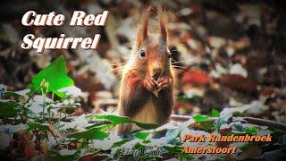 🟢 Cute Red Squirrel Foraging at Park Randenbroek