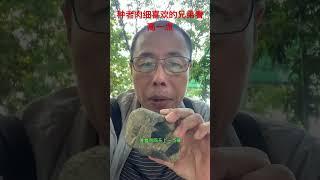 前后对串不变种做牌子漂亮#缅甸翡翠#翡翠