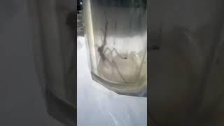 Spider Wants Out! Returning a spider back to nature #ASMR #shorts