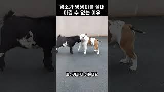 염소 박치기도 끄떡없는 댕댕이의 카리스마! 