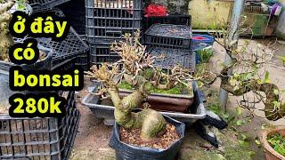 Bán Lô Sung Bonsai mini Giá RẺ , Cây Lộc Vừng Bàn Trà Bao Ship Mọi miền