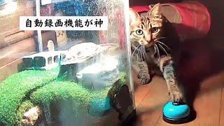 ペットカメラで隠し撮り！猫とスケボー亀【Hidden photography with a pet camera! cat and skateboard turtle】