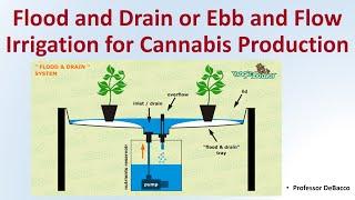 Flood and Drain or Ebb and Flow Irrigation for Cannabis Production