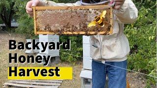 Harvesting Honey - Nature Sounds, Relaxing, Educational, Honey Harvest - E04 - Rafter W Homestead