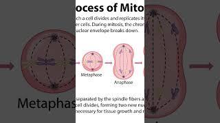 #biology #csirnet #mitosis #facts #science #lifescience #trending
