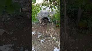 للعب في البستان