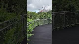 Peaceful Rain & Birds | Jurong Lake Park