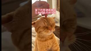 貓咪搖頭晃腦，滿屏的舒適與愜意 #貓貓 #cat  #funnycat #funnyshorts #禪意生活 #快樂生活 #萌寵