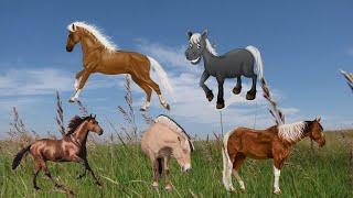 BOL Animals [Horses] #animalvideos #animalsounds #asmr #horses