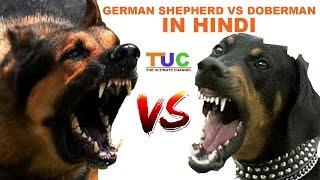 German Shepherd Vs Doberman In Hindi | Dog Comparison | The Ultimate Channel