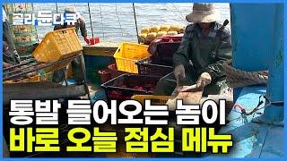 하루 꼬박 17시간 조업 1,800개 통발 중 가장 맛있는 놈이 바로 오늘 점심 메뉴다!┃8톤급 경애호 파도에 목숨을 맡긴 극한 조업 현장┃만선 통발 꽃게잡이┃극한직업┃#골라듄다큐