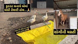 કુદરત કૃપાથી જ થાય  | Jay Sakariya | Horse Video | Farm Vlog | Farming | Horse Lover | Duck | Birds