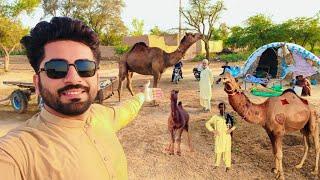 Village Life with Camels in Punjab Pakistan | Irfan Gurmani Vlog