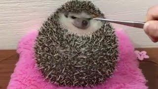 СПАСЛИ ЁЖИКА ОТ КЛЕЩЕЙ! Смотреть до конца! // Hedgehog Gets Saved