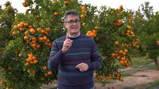 La araña roja, una preocupación, cada día más importante en el sector de los cítricos