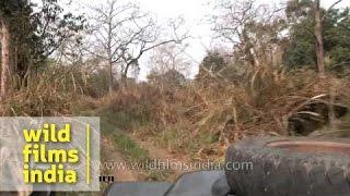 Jeep safari at Chitwan National Park, Nepal