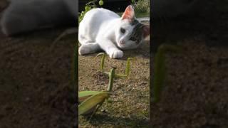 حشرة فرس النبي المتوحشه  | #shorts #short #حيوانات #حشرات