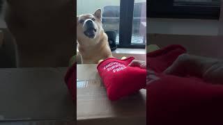 Part Timer Shiba Throws Paws With Karen Customer