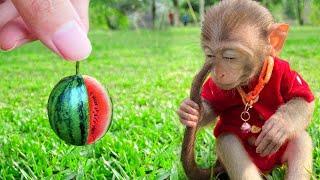 LIVE  Monkey Baby Bim Bim eats watermelon & bathes with ducklings in the garden swimming pool