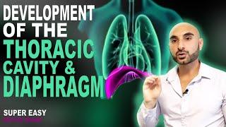 Embryology of the Diaphragm and Thoracic Cavity (Easy to Understand)