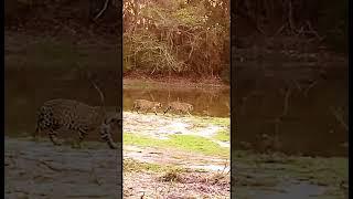 Male and Female Jaguar Courtship | Pantanal, Brazil