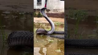 indianspectacle cobra snake #snakesrescue #snake #cobrarescue