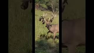 Big Droptine Buck!!! #deerhunting #deer