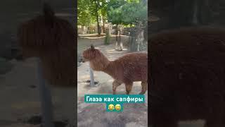 Московский зоопарк ,кого там только нет #зоопарк #трибогатыря #приколысживотными #сапфиры
