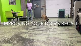 How to Improve Your Dog’s Recall “Come” Command | w/ Missy - Malinois
