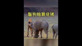 鬣狗 疣豬！ #疣豬 #鬣狗 #動物世界看人生百態 #野生動物解說