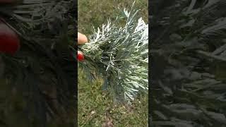 ПОЛЫНЬ - ОБЕРЕЖНАЯ ТРАВА‼️