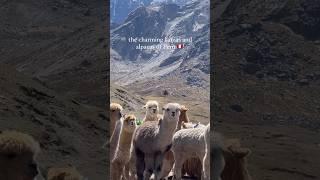 Encounter with the Llamas and Alpacas #peru #cusco #llamas #alpacas