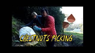 A FARM TOUR | CHESTNUTS Picking | LAVENDER FLOWERS Picking | jen's journey channel