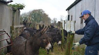 17 donkeys rescued in Ireland